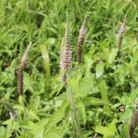 Pogostemon auricularius (L.) Hassk.